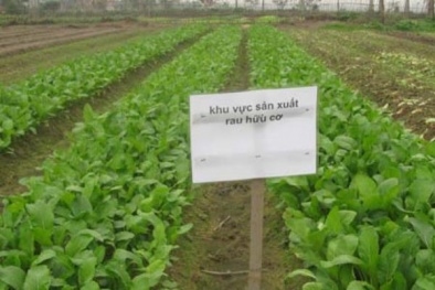 Năng suất chất lượng rau quả tăng cao nhờ phương pháp hữu cơ